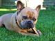 DIY Dog Training: How To Stop The Chewing Problem French Bulldog Chewing