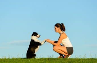 Top 8 Dog Training Tips – A Quick Guide Dog Training Tips