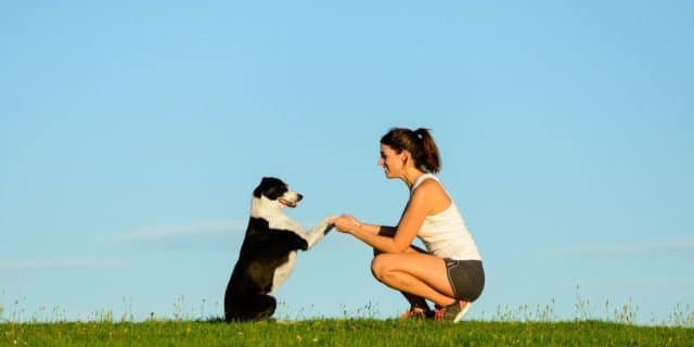 Dog Training Tips