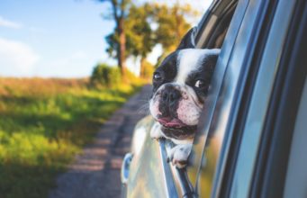 A Look At Unique Pet Supplies For Dogs Unique Pet Supplies For Your Dog