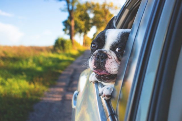 unique looking dogs