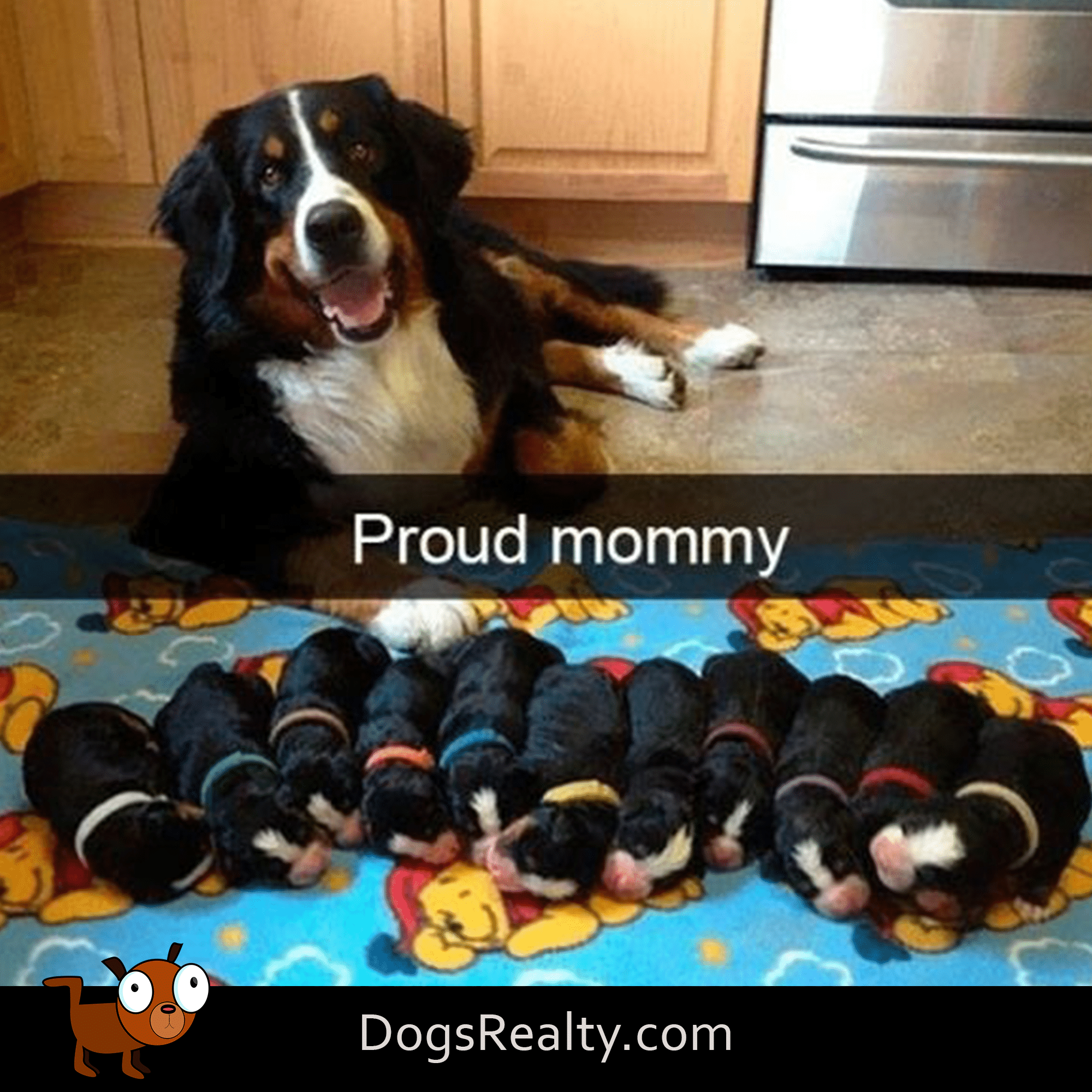 dog meme proud mom