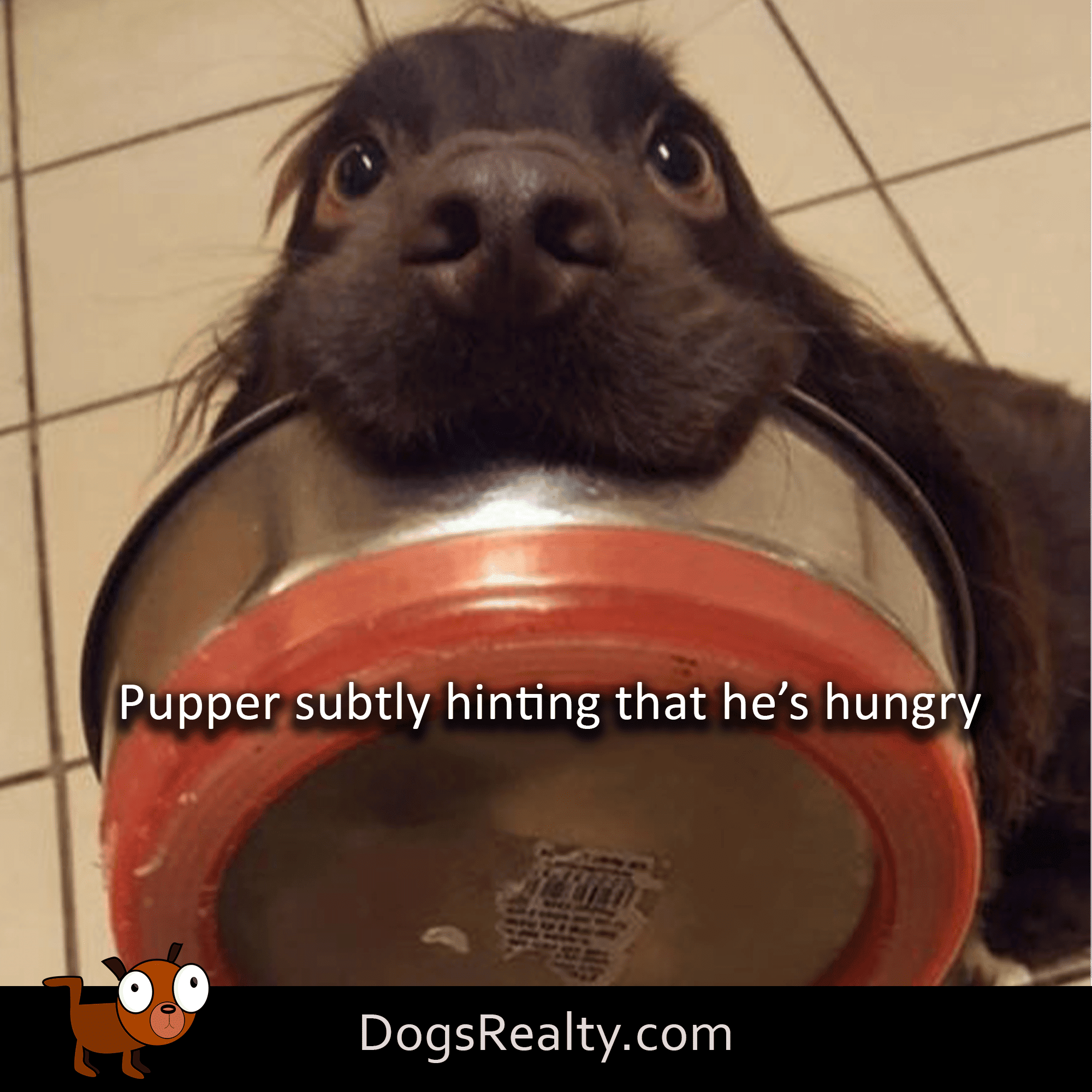 Dog Meme  hungry pupper