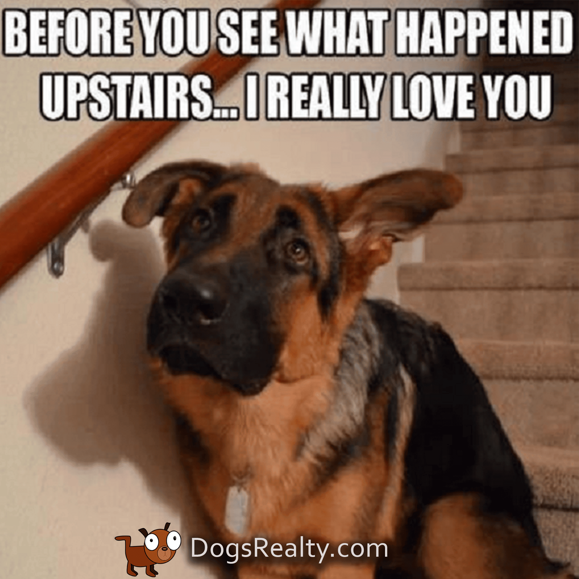 Dog Memes Before You Go Upstairs