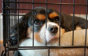Short Take: Tips To Make Your Dog Love Their Dog Crate! Cute Dog In Crate