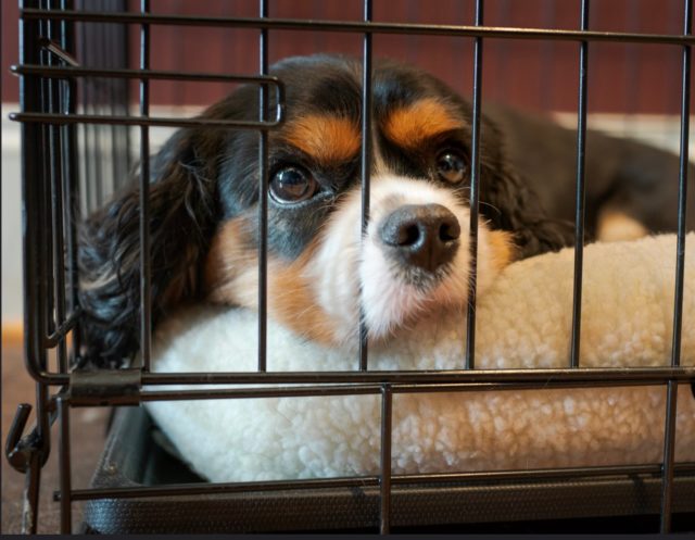 Cute Dog In Crate