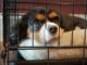 Short Take: Tips To Make Your Dog Love Their Dog Crate! Cute Dog In Crate