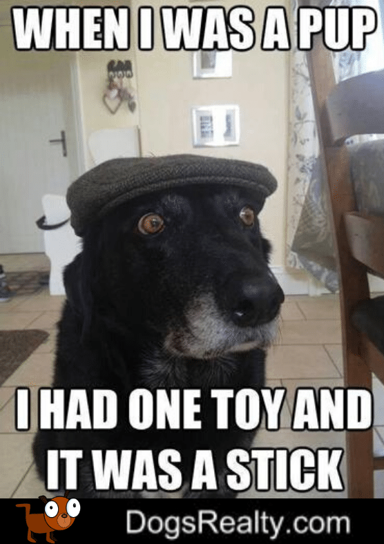 Dog Meme When I Was Young