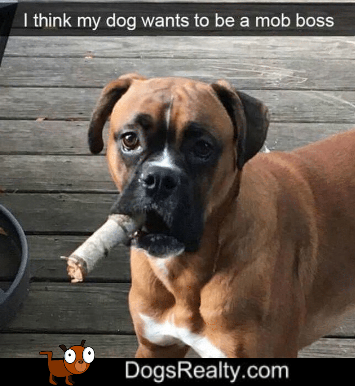 Dog Meme Mob Boss