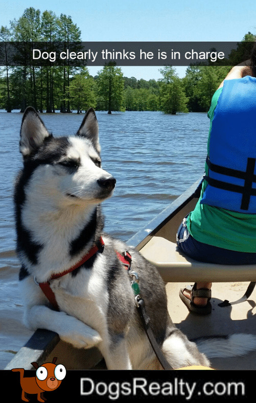 Dog Meme On Boat