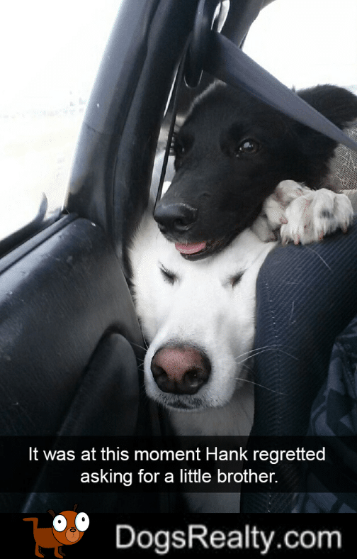 Dog Meme Regret Asking For a Brother