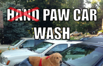 100 Pawsitively Pawsome Dog Memes