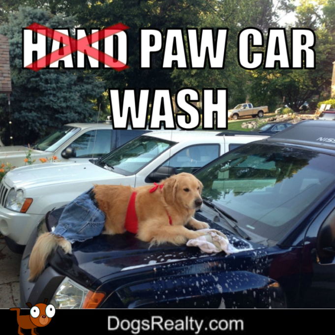 100 Pawsitively Pawsome Dog Memes