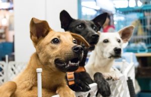 Benefits of Getting A Dog From A Dog Rescue Vs. A Dog Breeder Or Pet Store dog, adoption, desire