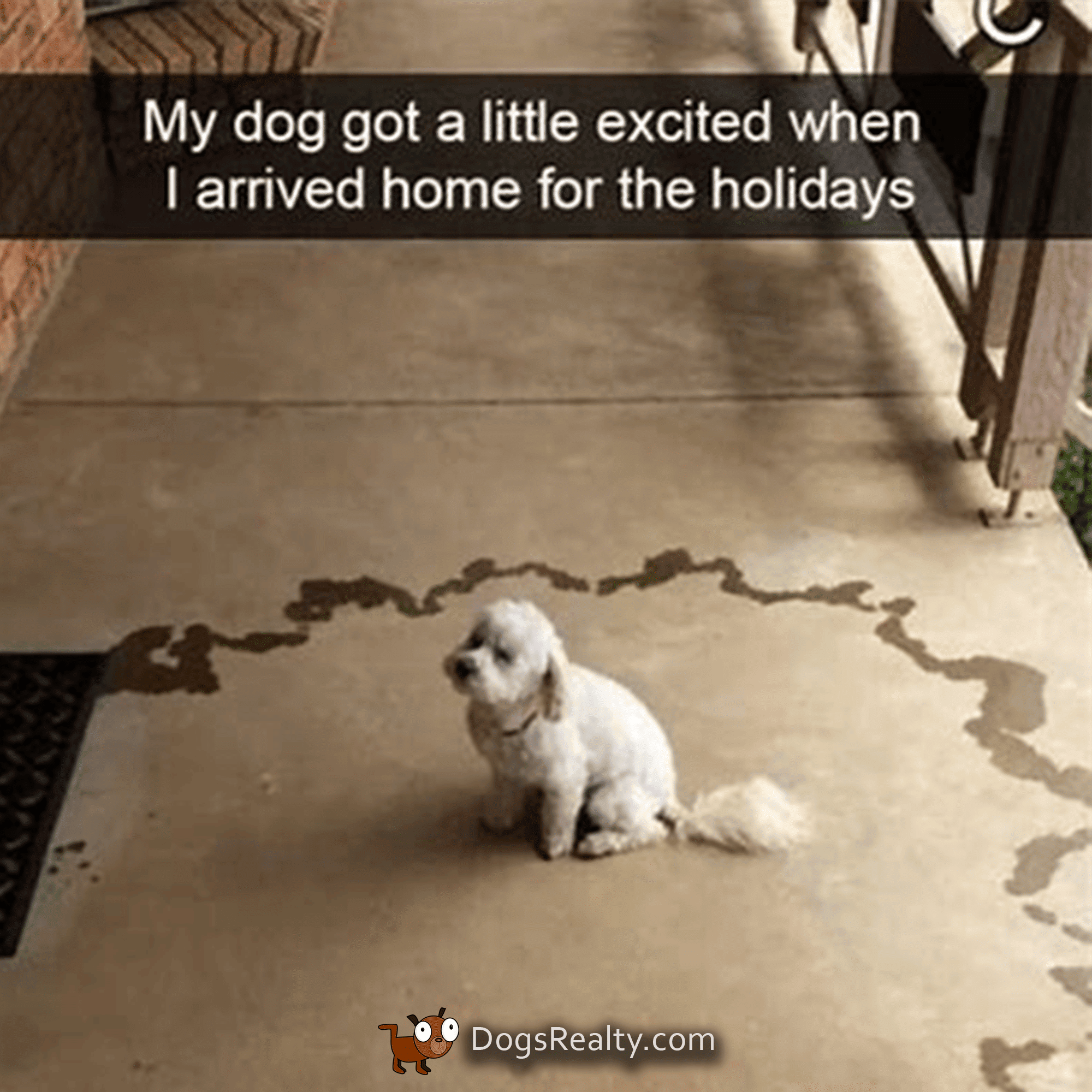 excited puppy meme