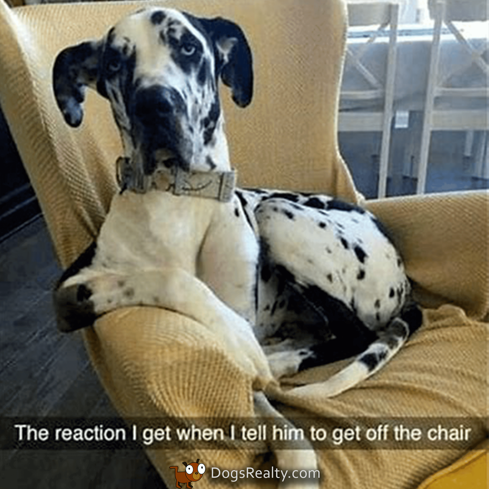 Dog Meme Get off the chair