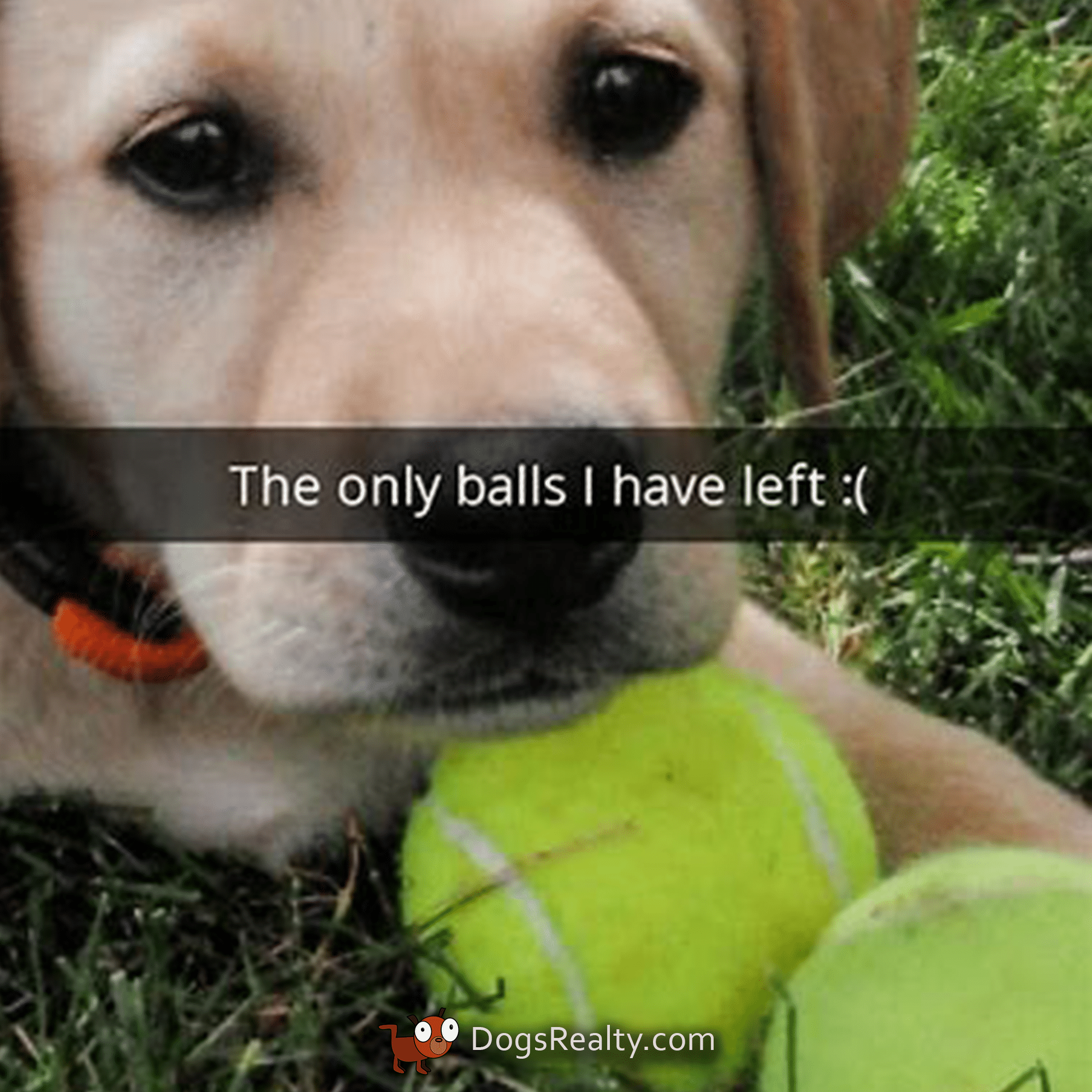 Dog Meme The only balls I have left