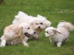Tips For Socializing Your Dog. Helping Them Thrive In Various Environments