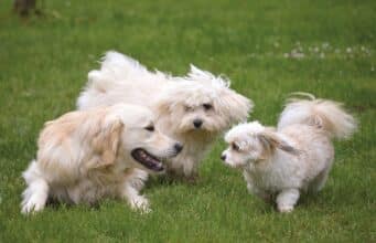 Tips For Socializing Your Dog. Helping Them Thrive In Various Environments