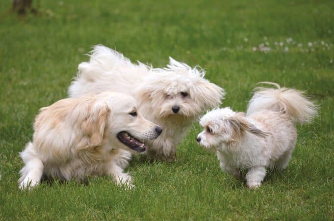 Tips For Socializing Your Dog. Helping Them Thrive In Various Environments