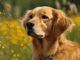 Natural Remedies For Dog Allergies and Itching