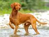 The History and Origin of Vizsla Dogs: Unveiling their Ancestry Vizsla Dog