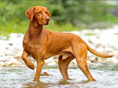 The History and Origin of Vizsla Dogs: Unveiling their Ancestry Vizsla Dog