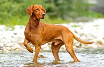 The History and Origin of Vizsla Dogs: Unveiling their Ancestry Vizsla Dog