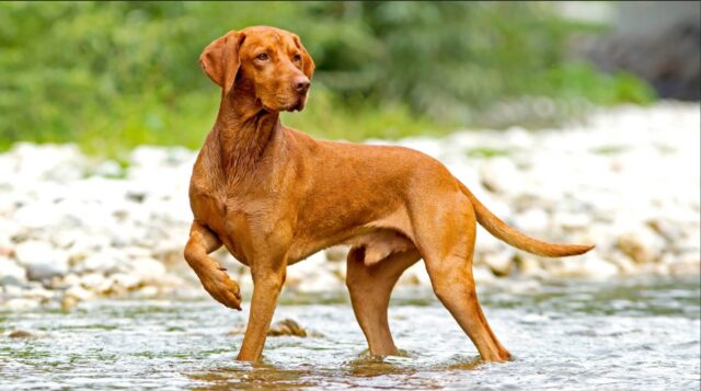 Vizsla Dog