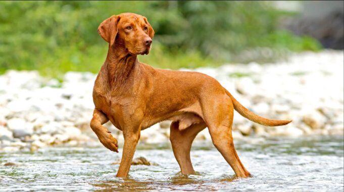 The History and Origin of Vizsla Dogs: Unveiling their Ancestry Vizsla Dog