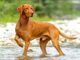 The History and Origin of Vizsla Dogs: Unveiling their Ancestry Vizsla Dog