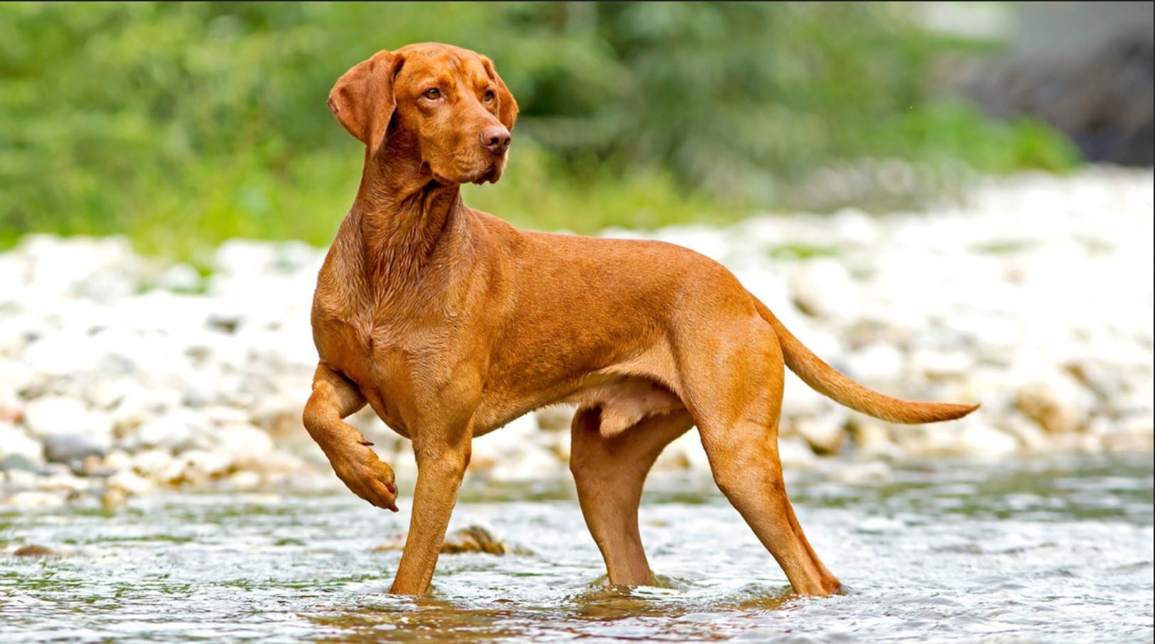 are vizslas stubborn