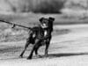 Understanding Leash Reactivity in Dogs