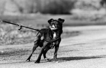 Understanding Leash Reactivity in Dogs