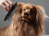 Top Rated Dog Grooming Tools for Longhaired Breeds