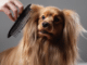 Top Rated Dog Grooming Tools for Longhaired Breeds