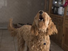 How To Stop Excessive Barking in Older Dogs