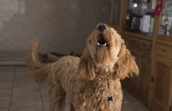 How To Stop Excessive Barking in Older Dogs