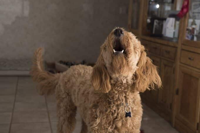 How To Stop Excessive Barking in Older Dogs
