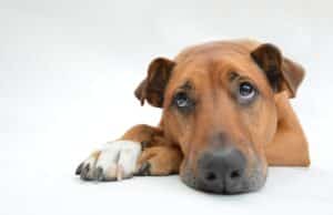Understanding Separation Anxiety in Dogs Sad Dog