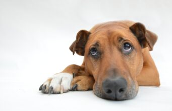 Understanding Separation Anxiety in Dogs Sad Dog