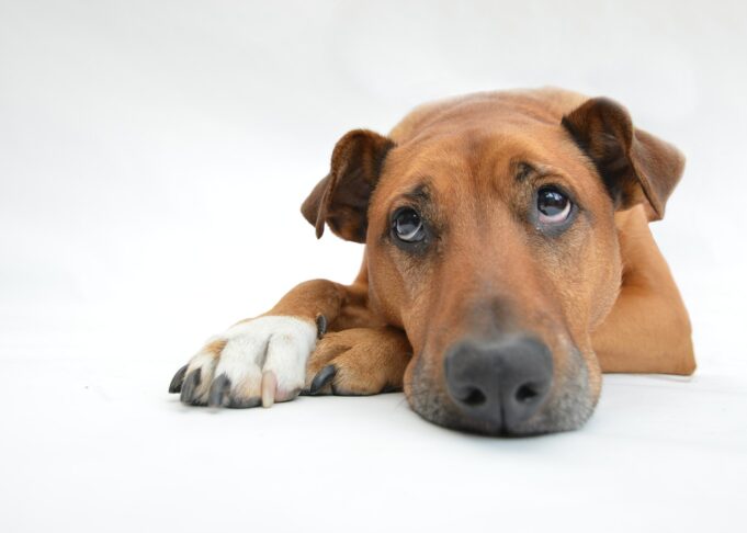 Understanding Separation Anxiety in Dogs Sad Dog