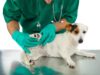 Natural Remedies for Fleas and Ticks: Protecting Your Dog the Safe Way Vet examining dog