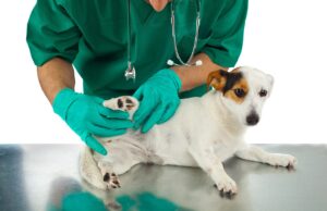 Natural Remedies for Fleas and Ticks: Protecting Your Dog the Safe Way Vet examining dog