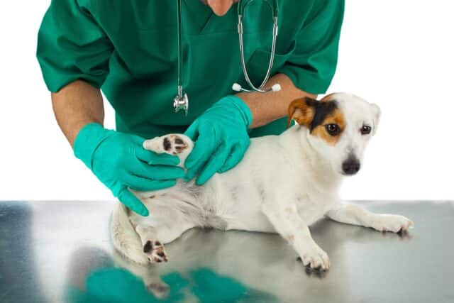 Vet examining dog