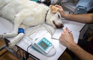 Common Health Issues in Senior Dogs and Their Treatments