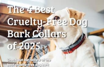 The Best Cruelty-Free Dog Bark Collars of 2025 Review